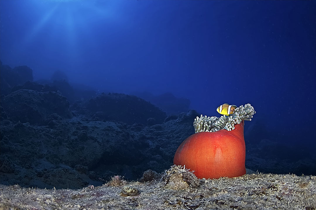 Anemonefish