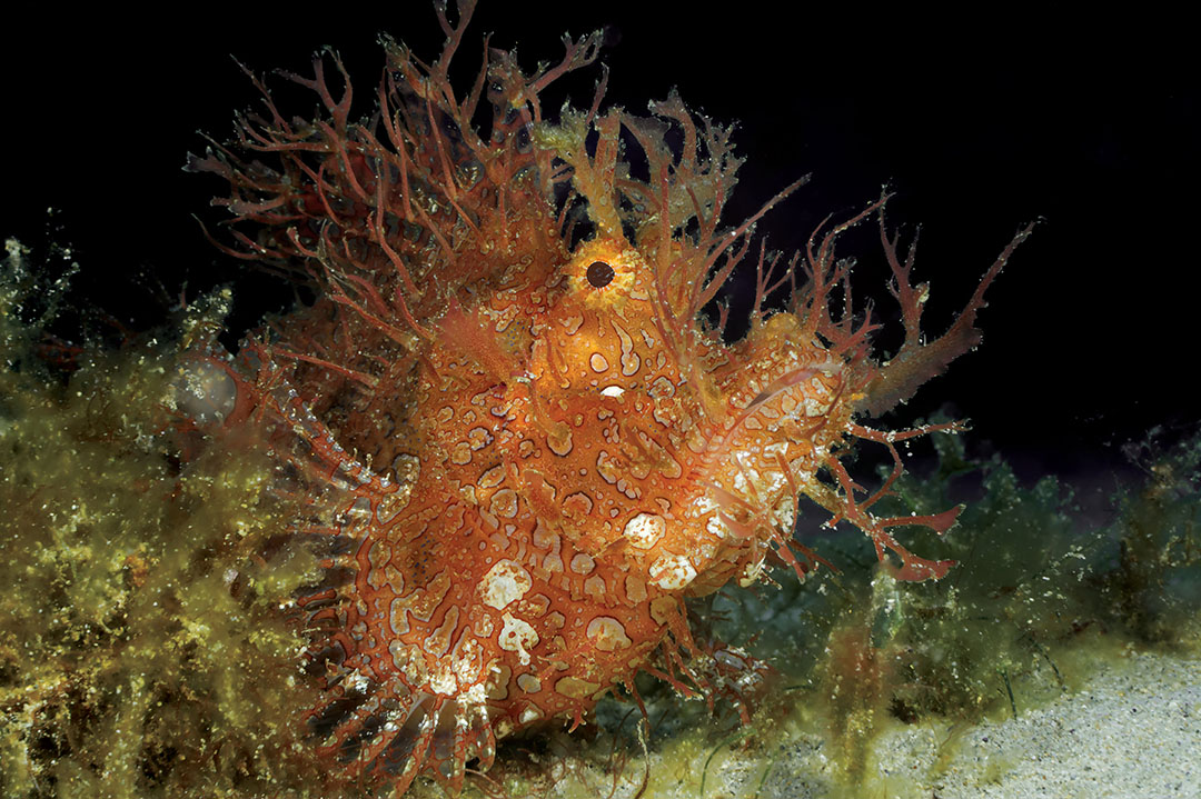 Rhinopias frondosa-weedy scorpionfish