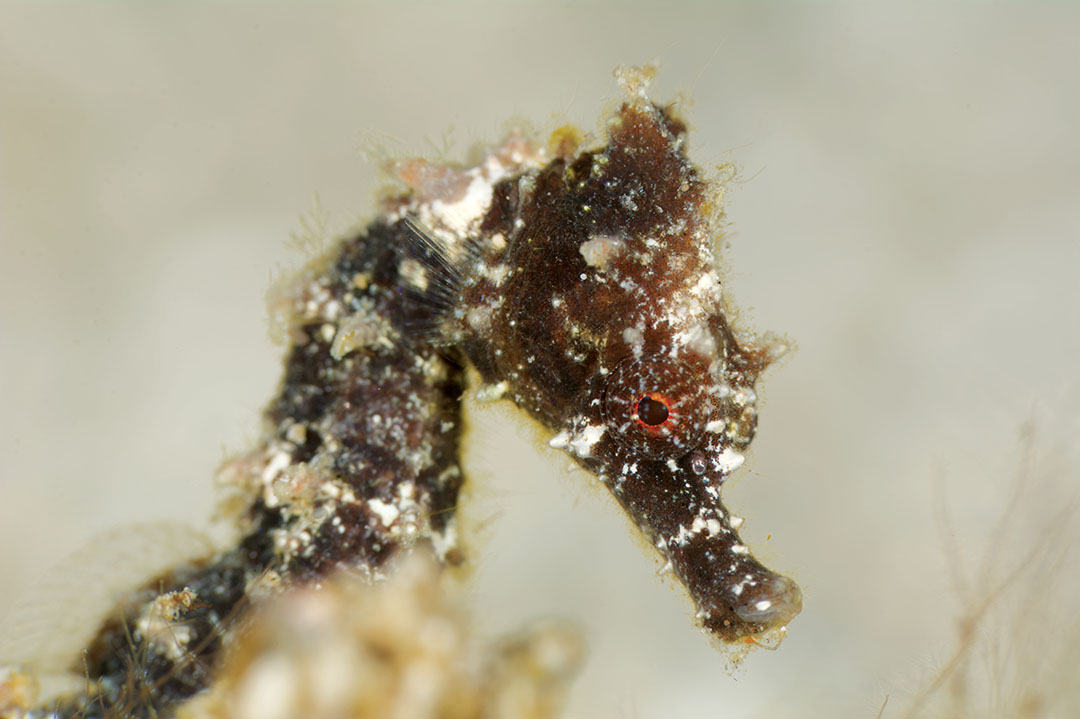 Réunion seahorse