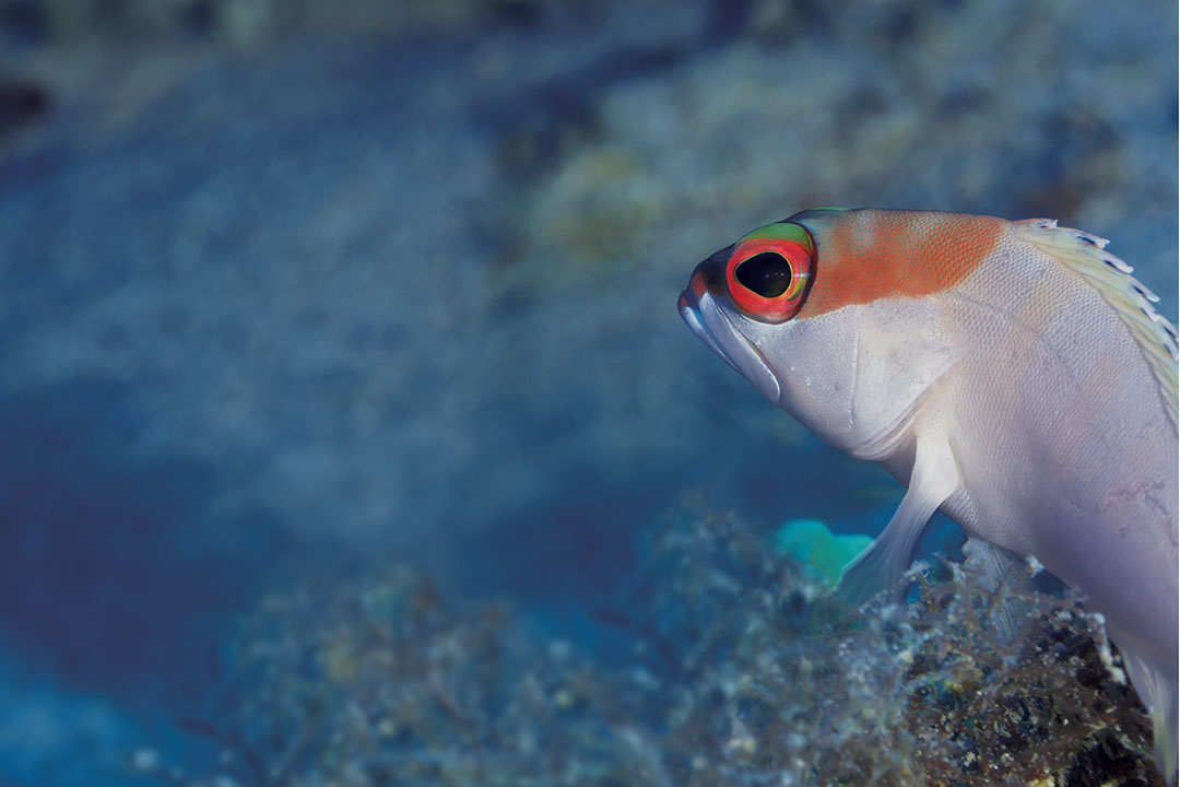 Blacktip grouper