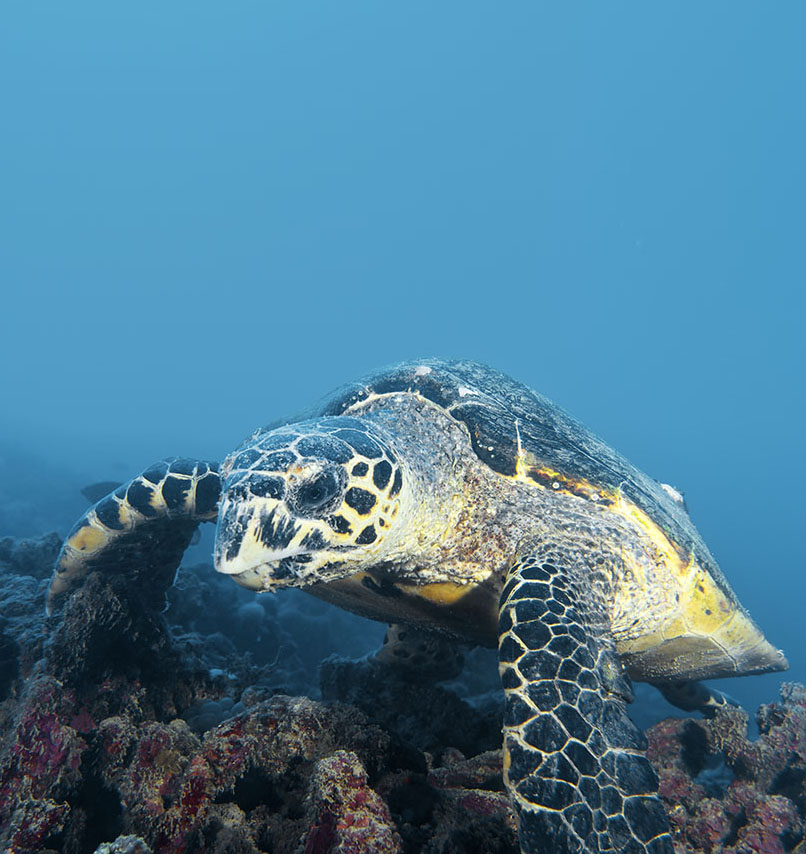 A hawksbill sea turtle