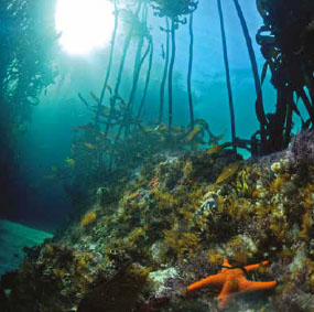 Mauritius